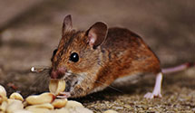 24 Hour & Emergency Exterminators in Kitsap Lake, WA